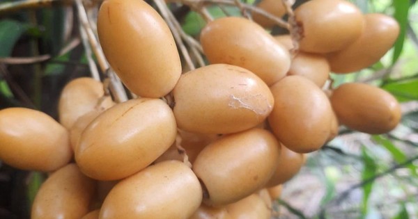 What is the effect of nearly 300 thousand VND / kg of fresh dates?