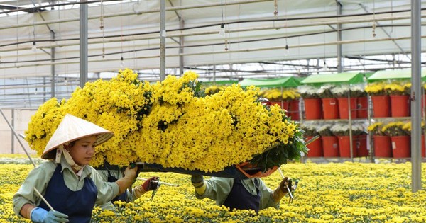 Tết 2023, giá hoa dự báo sẽ tăng 10- 30%