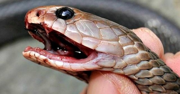 Hãy cùng nhìn qua bức ảnh của chú rắn để có một trải nghiệm hưng phấn và thú vị. Chúng ta sẽ được khám phá về đặc tính vô cùng độc đáo của loài rắn này, mặc dù đôi khi chúng có thể là nguyên nhân gây mất an toàn.