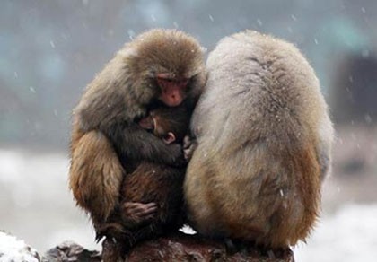 Bạn có bao giờ tưởng tượng Đàn khỉ ôm nhau trong giá lạnh đến vậy dễ thương và đáng yêu? Đó là điều rất hiếm khi xảy ra. Hãy xem qua hình ảnh này và cảm nhận tình yêu và tình bạn phát triển giữa các con khỉ trong mùa đông giá lạnh.