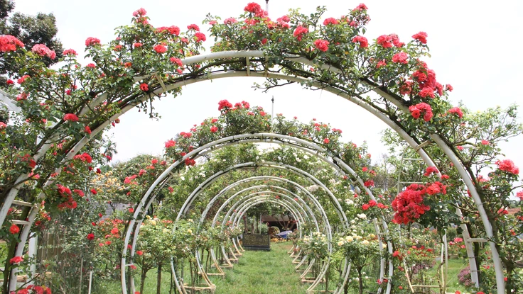 Biến khu đất hoang thành vườn hoa hồng rực rỡ 
