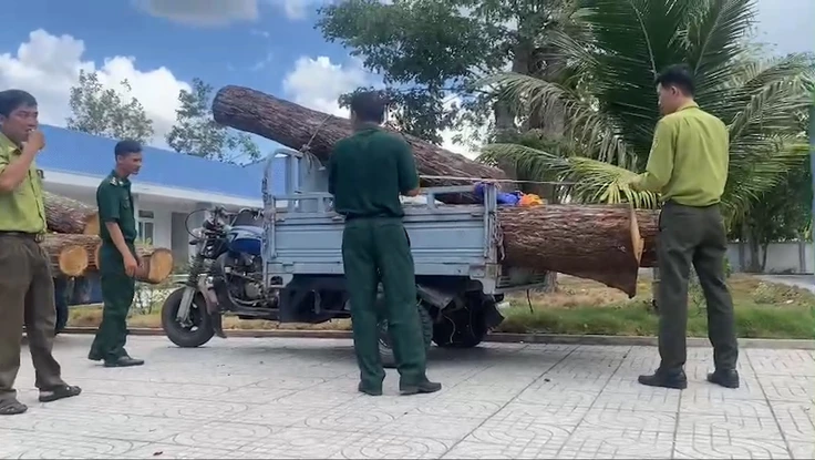 'Lâm tặc' phá rừng, trộm gỗ quý ở Khu Bảo tồn thiên nhiên Bình Châu - Phước Bửu