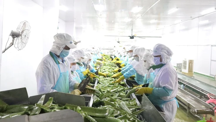 Đại gia nông nghiệp bán chuối, dừa,… cho người Nhật, Hàn kiếm tiền tỉ