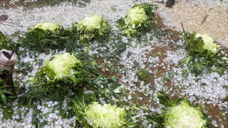 Mưa đá lớn ở Sơn La làm hư hại hơn 550 ha hoa màu