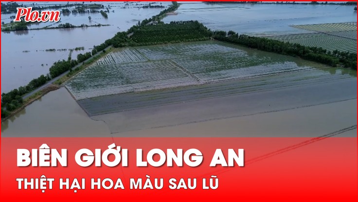 Người dân biên giới Long An thiệt hại hoa màu sau mưa, lũ