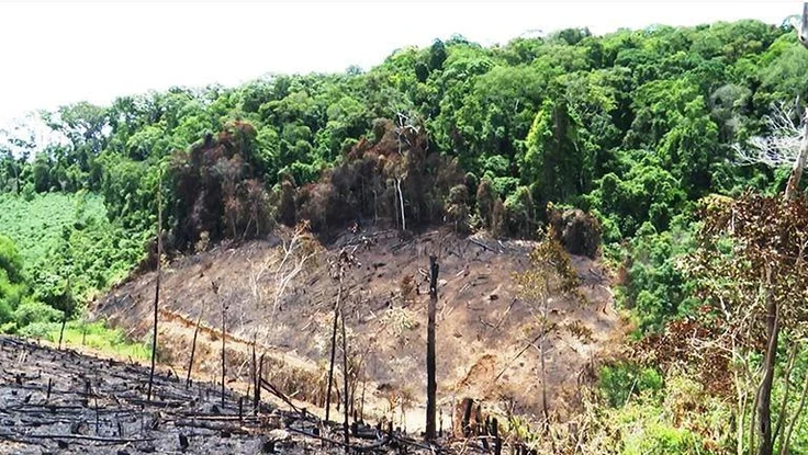 Biến 138 ha rừng phòng hộ thành đất nhà, cựu bí thư huyện ở Bình Định bị khởi tố