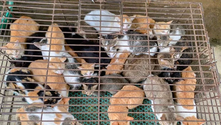 Vụ 26 con mèo bị bắt trộm: Chủ nuôi cần làm gì để nhận lại?