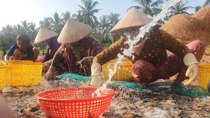 Ba giải pháp đổi mới sáng tạo để ngành tôm Việt Nam phát triển bền vững