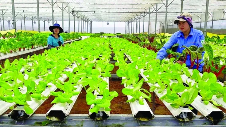 Bất ngờ với năng suất lúa tăng gấp 4 lần, giá gạo cao nhờ áp dụng mô hình sạch