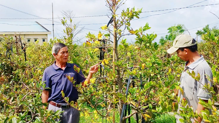 Sau bão lũ, nông dân trồng mai ở Bình Định cũ xem như mất Tết