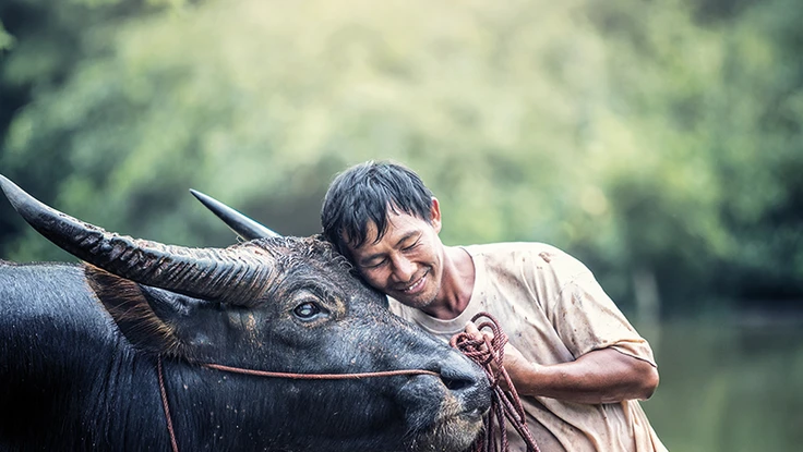 Năm Tân Sửu kể nhau nghe sự tích loài trâu