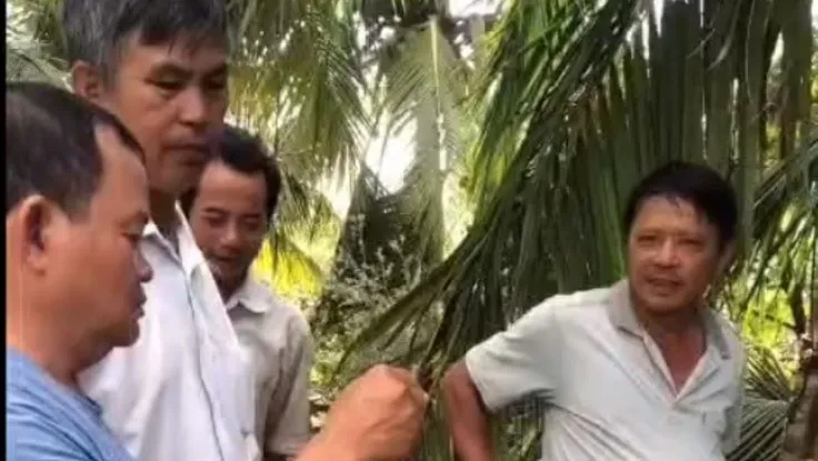 Xác minh thông tin tôn bay cắt đứt ngang cây dừa trong bão số 13 ở Đắk Lắk