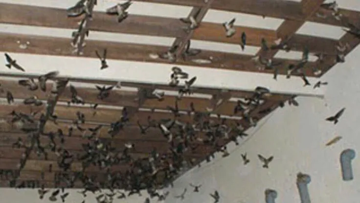 Bão số 13 quét qua Đắk Lắk: Nhiều nhà yến hư hỏng, đàn chim chết hàng loạt