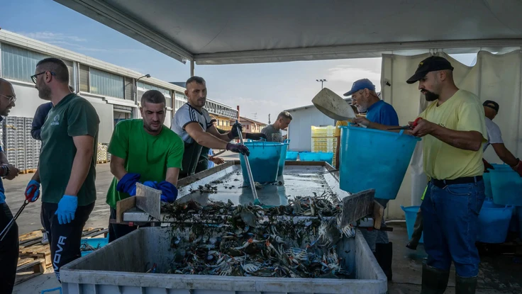 Cua xanh làm thị trấn lao đao 