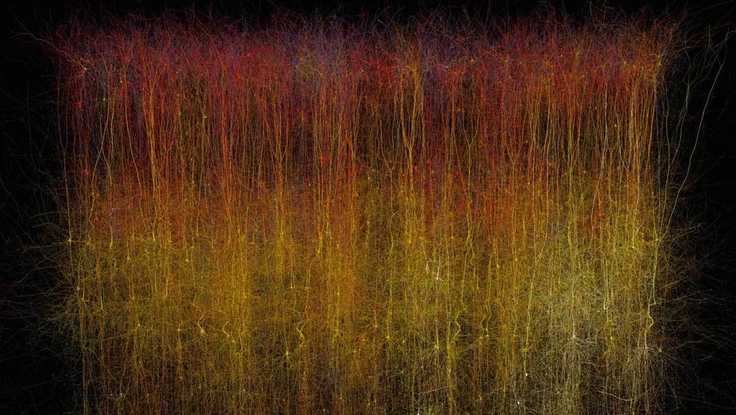 Đã 'số hóa' thành công một phần bộ não chuột trên máy tính