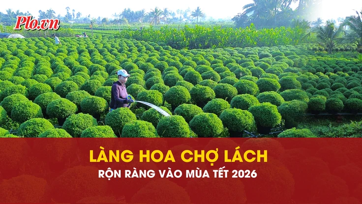 hoa Tết, Chợ Lách, chăm sóc