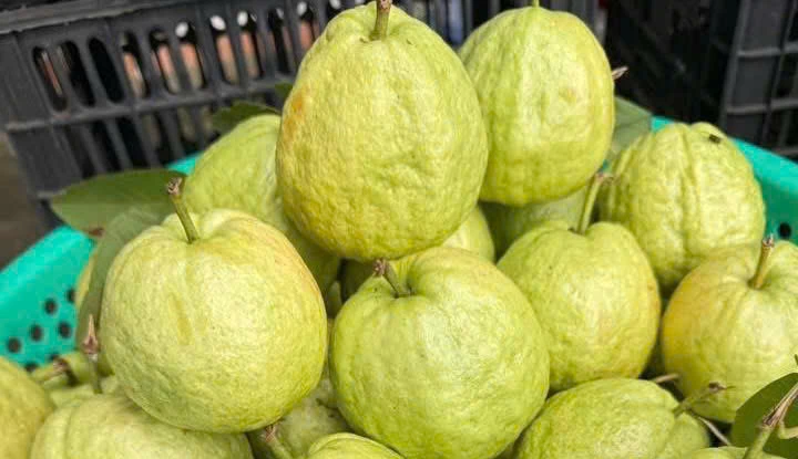 Những tác dụng bất ngờ của việc ăn ổi vào mỗi buổi sáng