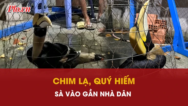 Chim lạ, quý hiếm liên tiếp sà vào gần nhà dân ở TP.HCM