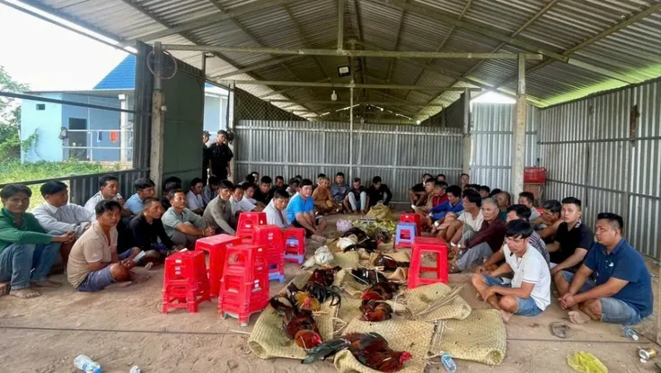 trường gà quy mô lớn