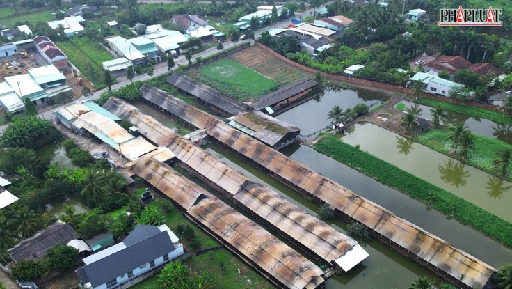 Tây Ninh: Mùi hôi, ruồi nhặng bủa vây vì trại gà giữa khu dân cư