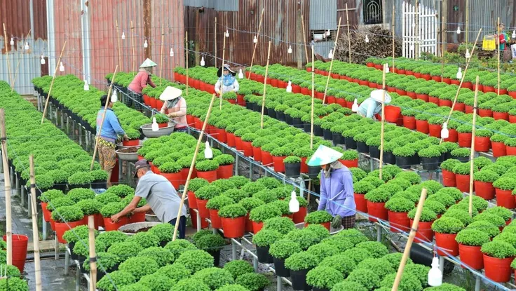 Đồng Tháp trưng bày 1.000 giống hoa, kiểng tại Festival Hoa – Kiểng Sa Đéc lần thứ II