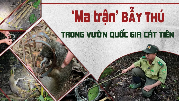 Điều tra: Mục sở thị 'ma trận' bẫy thú ở Vườn quốc gia Cát Tiên