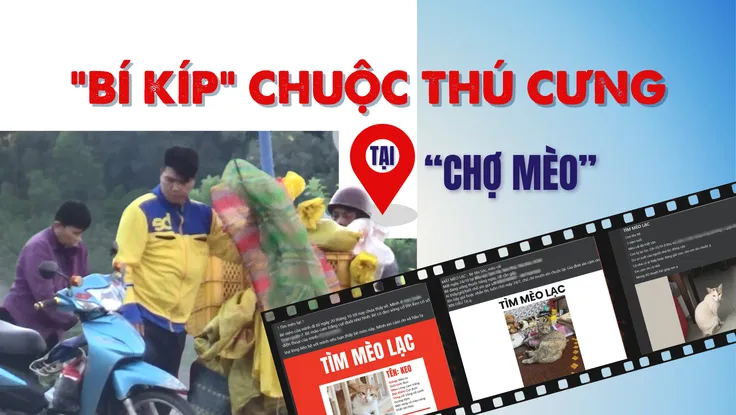 Thâm nhập đường dây 'mèo tặc' - Bài 3: Giáp mặt kẻ trộm, nghe cách ra giá chuộc mèo 