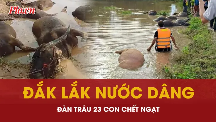 Cận cảnh 23 con trâu chết ngạt bên bờ suối trong bão số 13