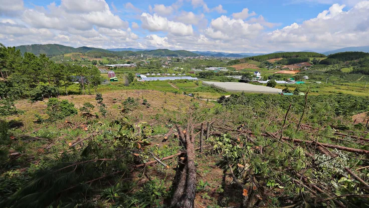 Lâm Đồng còn 137.000 ha đất rừng đang bị lấn chiếm trái phép