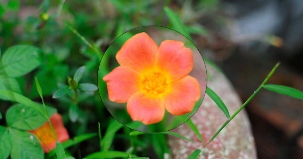 Cách phóng to chi tiết hình ảnh trên iPhone