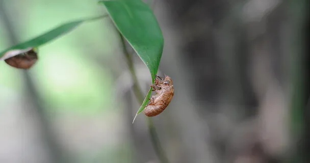 Cách chụp ảnh xóa phông bằng Google Camera