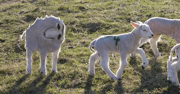 Những hình ảnh chết cười khi bạn có cha giỏi Photoshop