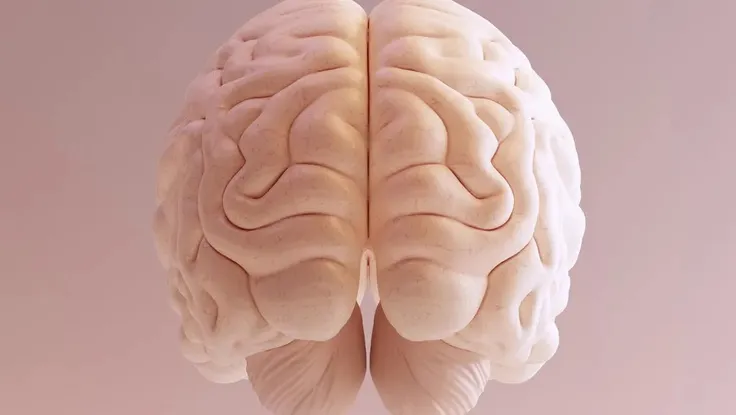 Các nhà khoa học lần đầu tiên in 3D mô não người có chức năng