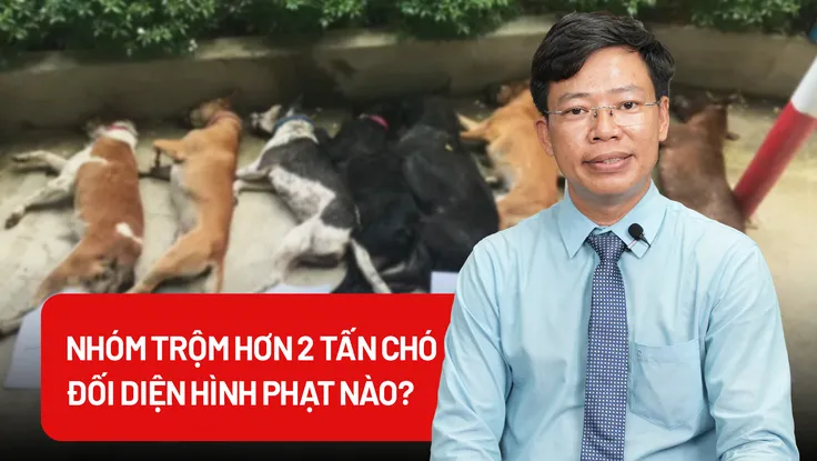 Hậu quả đối với nhóm trộm hơn 2 tấn chó vừa bị bắt