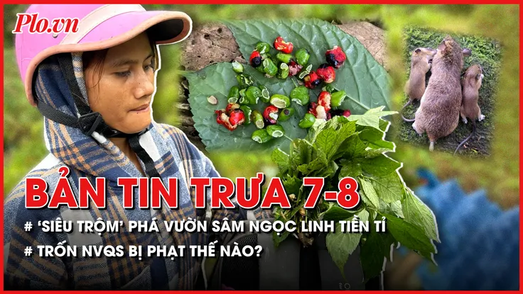 Bản tin trưa 7-8: 'Siêu trộm' phá nát vườn sâm Ngọc Linh tiền tỉ