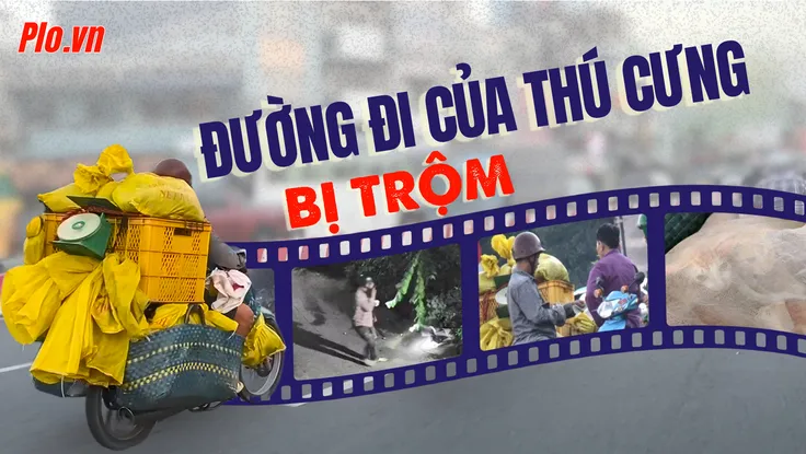 VIDEO ĐIỀU TRA – Bài 2: ‘Thị trường ngầm’ mèo cảnh bị trộm giữa lòng TP.HCM