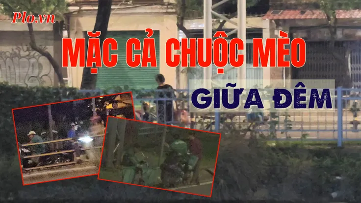 VIDEO ĐIỀU TRA - Bài 3: Giáp mặt ‘mèo tặc’: Mặc cả chuộc mèo giữa đêm