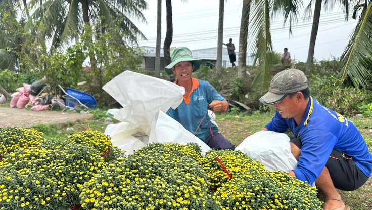 Nhà vườn tất bật đơn hàng hoa Tết, chủ động livestream bán hàng sớm