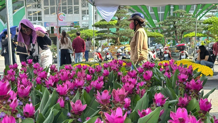 Nhiều loại hoa mới lạ ra thị trường sớm, đón sức mua Tết Dương lịch