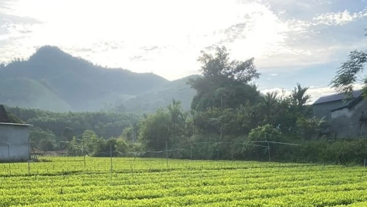 Cha mẹ muốn cắt đất cho con để xây nhà, cần thực hiện thủ tục gì?