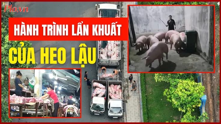 Video điều tra: Hé lộ đường đi của heo không lai lịch vào lò mổ lậu