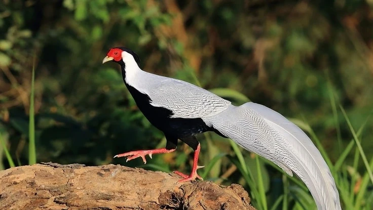 Từ vụ nuôi gà lôi trắng bị 6 năm tù: Sách Đỏ và luật quốc tế quy định thế nào về loài này?