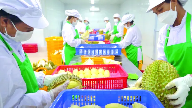 Sầu riêng: Xanh vỏ đỏ tiền