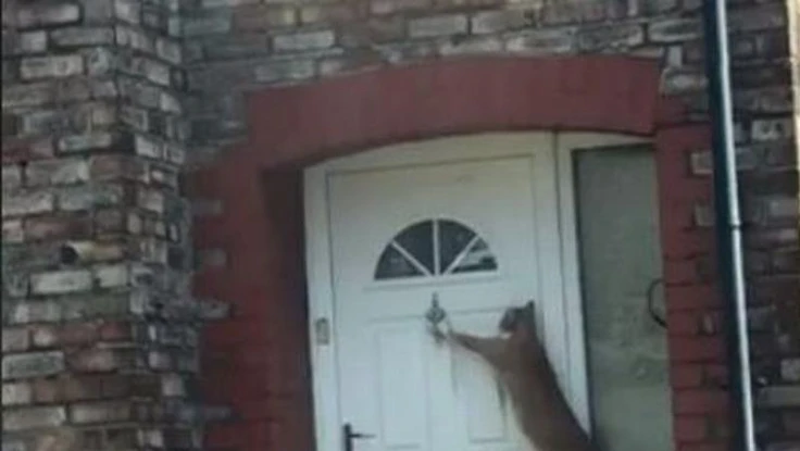 Lạ đời chú mèo biết gõ cửa trước khi vào nhà