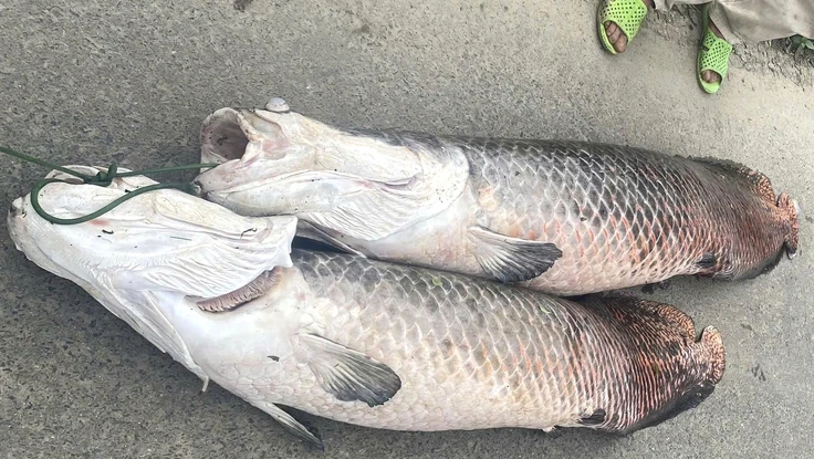 Cá ‘khủng’ nghi là hải tượng long Amazon chết nổi trên mặt hồ ở Đà Nẵng