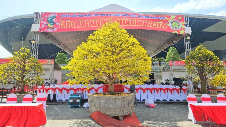 Những cội mai vàng quyến rũ nhất Đà Nẵng