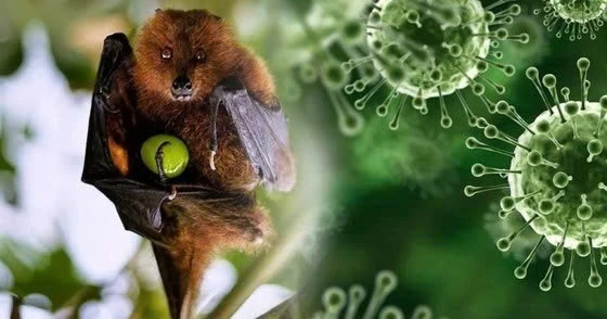 Virus Nipah: Lây nhiễm thấp nhưng tỉ lệ tử vong có thể lên tới 75%