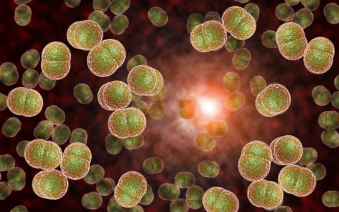 Phát hiện 24 ca não mô cầu, đã có 4 người tử vong