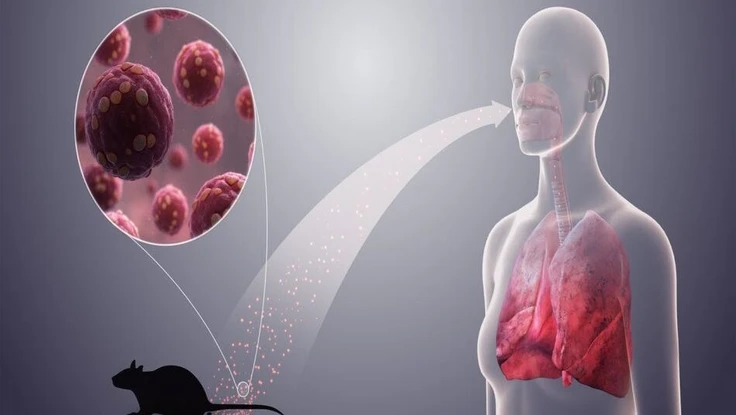 Bộ Y tế cảnh báo khẩn sau vụ 3 người tử vong do virus Hanta trên tàu du lịch