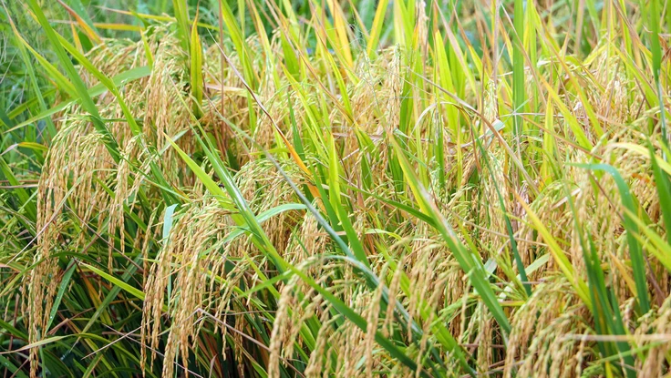 Những phường ở TP Cần Thơ được phê duyệt vùng quy hoạch trồng lúa chất lượng cao 